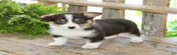 Mixed Breed dogs for sale: Gabby - Ad 3