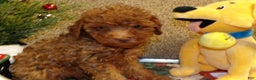 Miniature Poodle dogs for sale: Miniature Poodle Puppy 2 Carlos - Ad 2