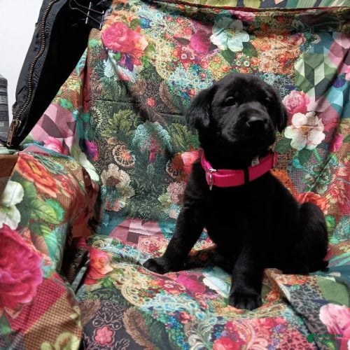 Labrador Retriever dogs Black Lab – Female - Ad 4