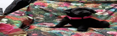Black Lab – Female