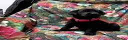Labrador Retriever dogs for sale: Black Lab – Female - Ad 1