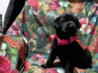 Labrador Retriever dogs Black Lab – Female - Ad 4