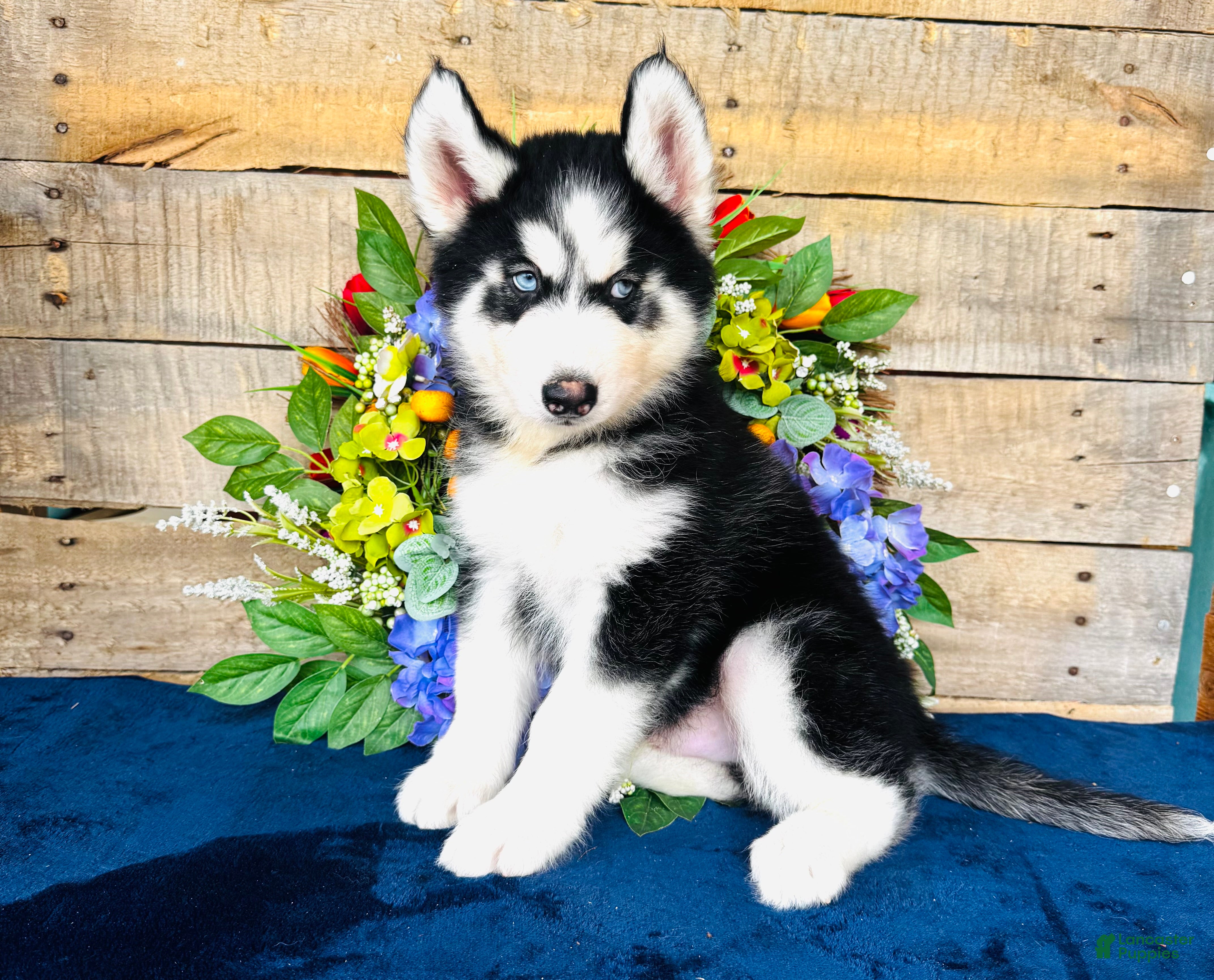 Siberian Husky dogs Hershey  - Ad 3
