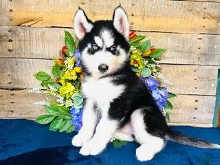 Siberian Husky dogs Hershey - Ad 3