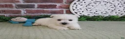 West Highland Terrier dogs for sale: Wallace - Ad 6