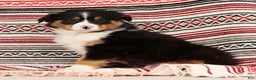 Australian Shepherd dogs for sale: Trooper - Ad 8