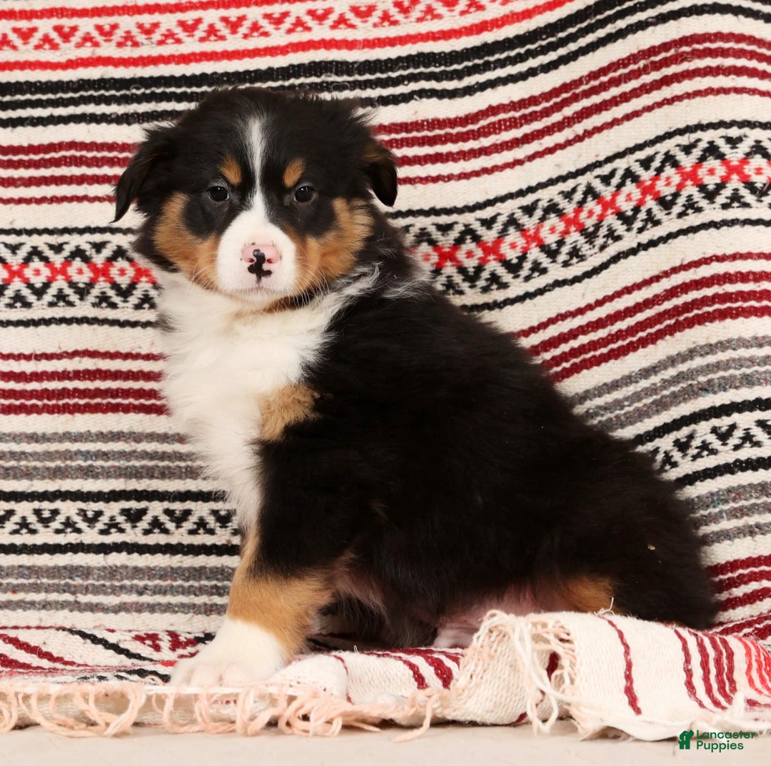 Australian Shepherd dogs for sale: Trooper - Ad 8