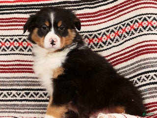 Australian Shepherd dogs Trooper - Ad 1