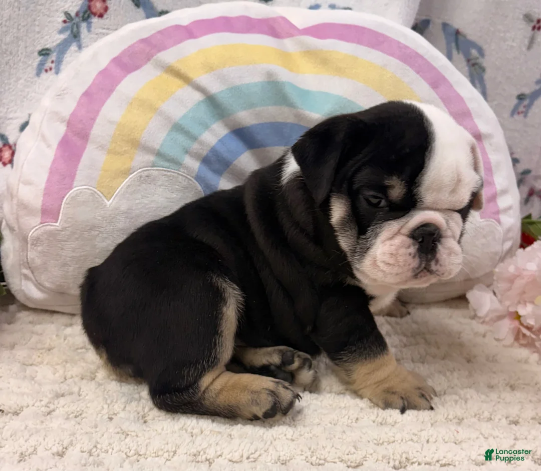 English Bulldog dogs for sale: Banjo - Ad 3
