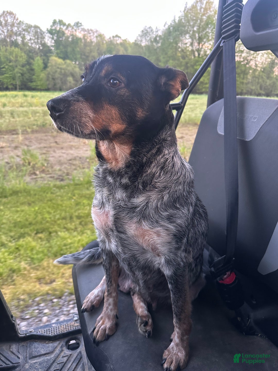 Australian Cattle Dog dogs for sale: Australian Cattle Dog Puppy 9 - Ad 6