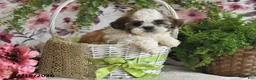 Shih Tzu dogs for sale: Kashton - Ad 3