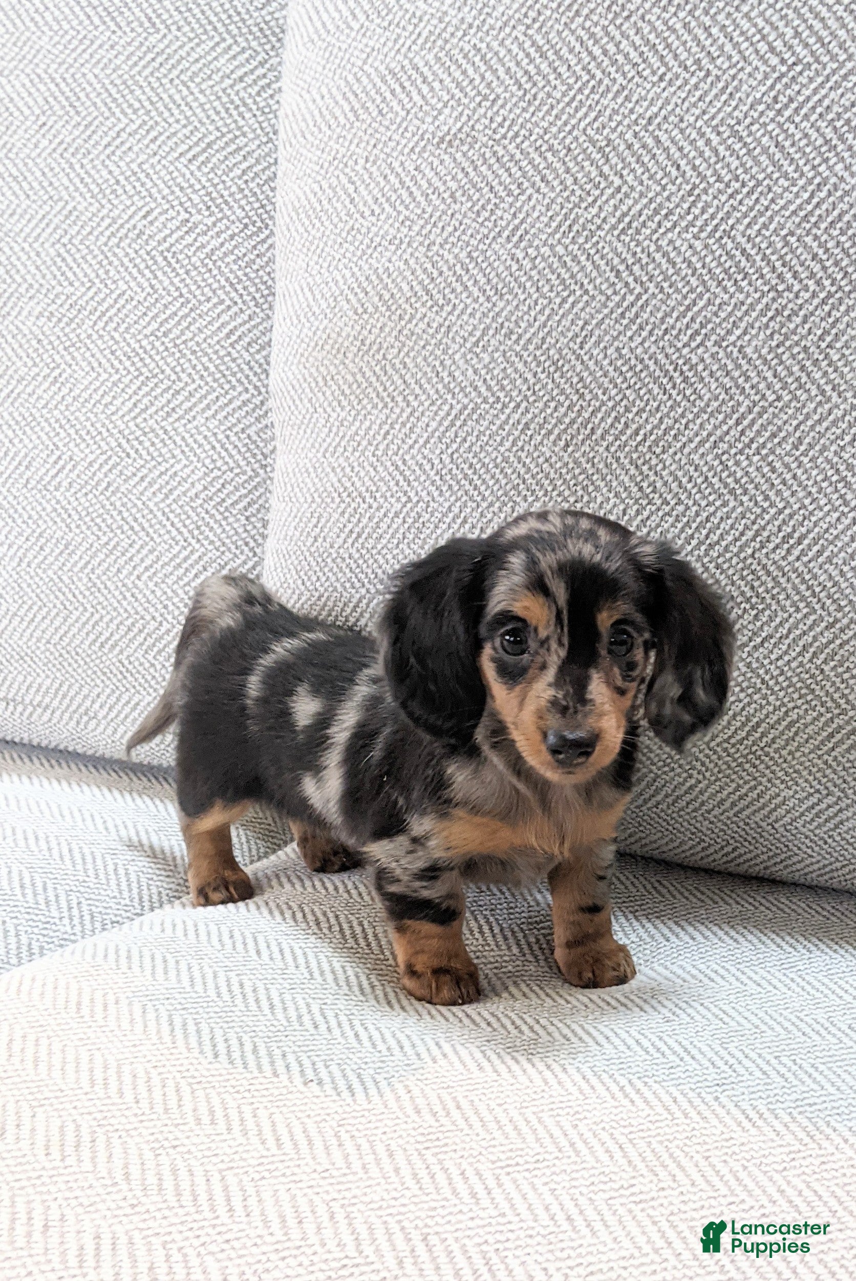 Miniature Dachshund dogs Jasmine  - Ad 2