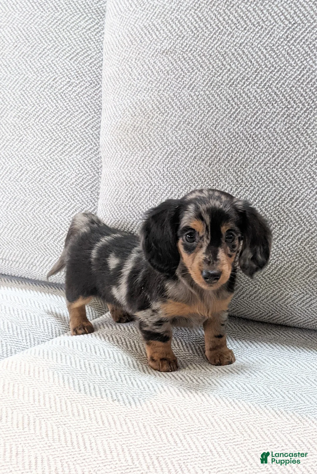 Miniature Dachshund dogs for sale: Jasmine  - Ad 2