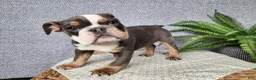 English Bulldog dogs for sale: Elliot - Ad 3