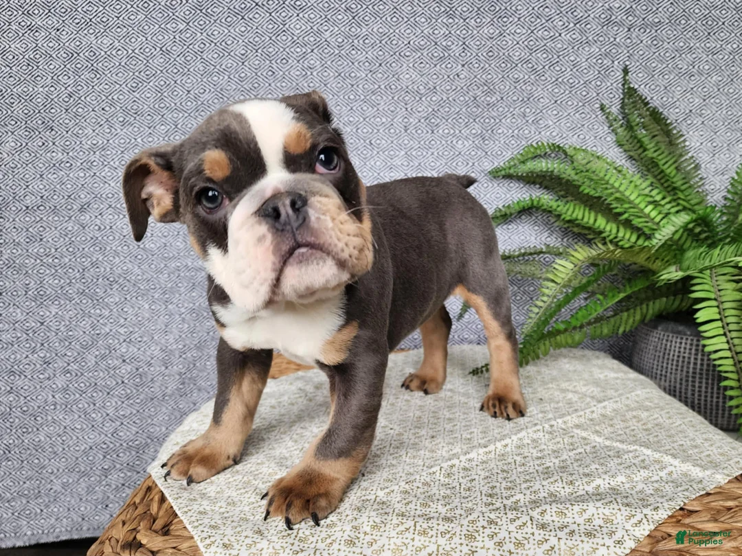 English Bulldog dogs for sale: Elliot - Ad 3