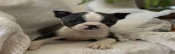 Boston Terrier dogs for sale: Robbie - Ad 1