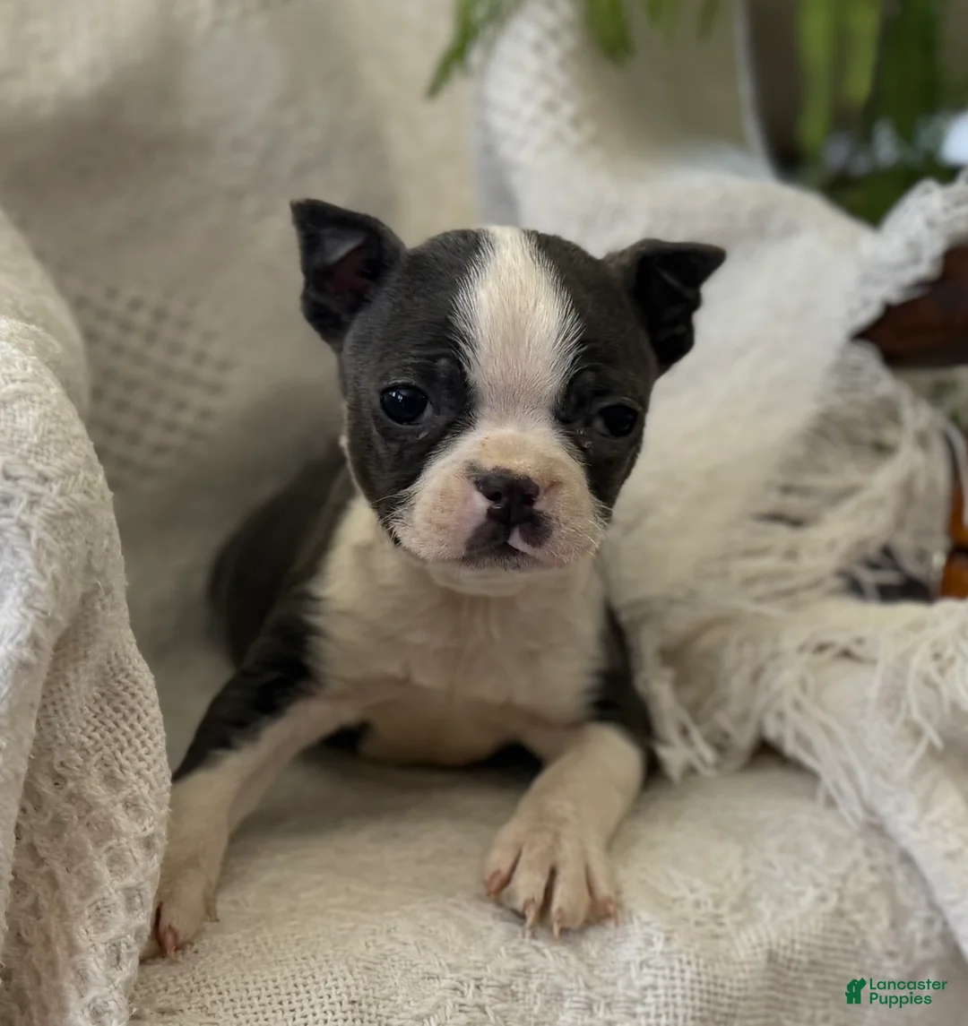Boston Terrier dogs for sale: Robbie - Ad 1