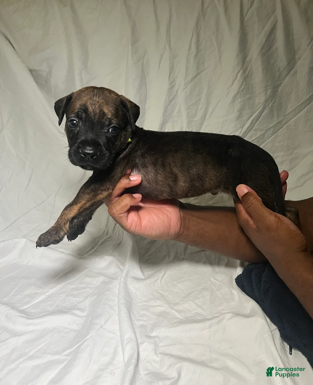 Presa Canario dogs for sale: Presa Canario 10 - Ad 2