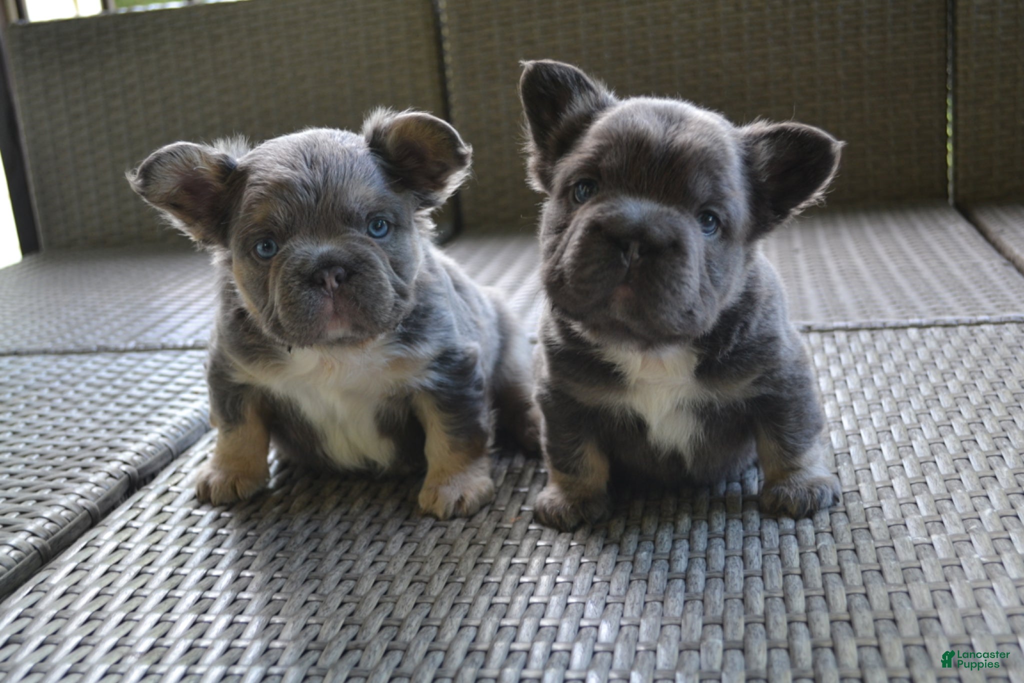 French Bulldog dogs for sale: Lilac - Ad 2