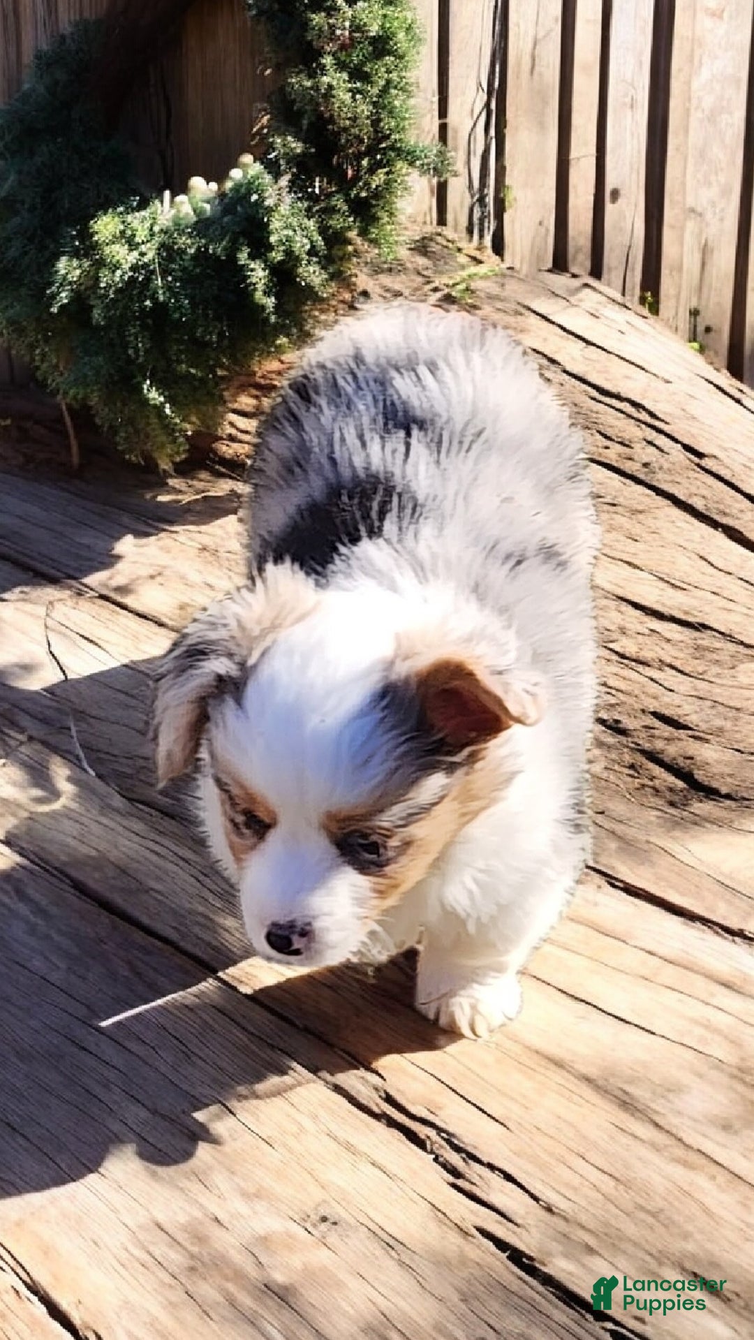 Welsh Corgi Pembroke dogs for sale: Merlin Fluffy Merle - Ad 5