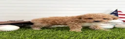 Cavapoo dogs for sale: Slugger - Ad 5
