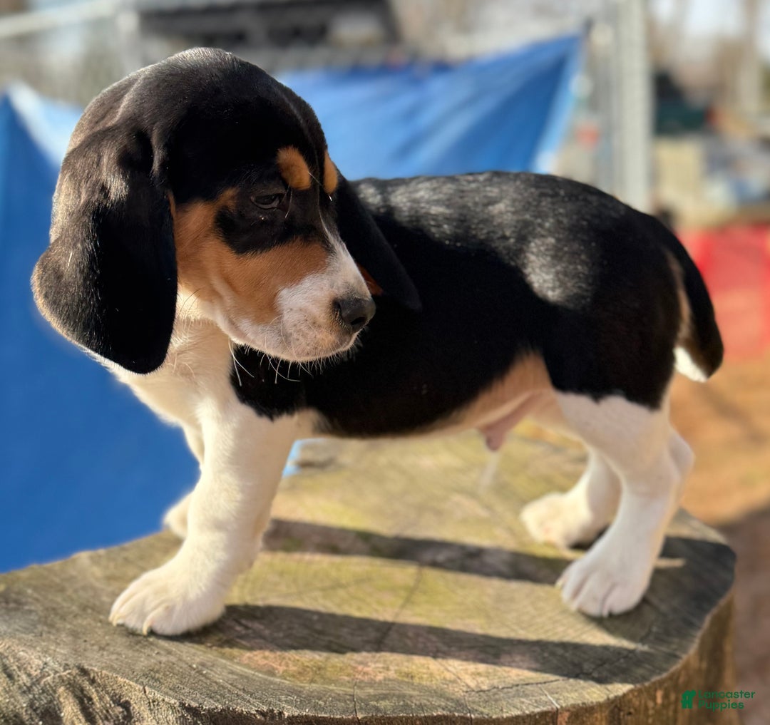 Beagle dogs for sale: Beagle Puppy 1 - Ad 3