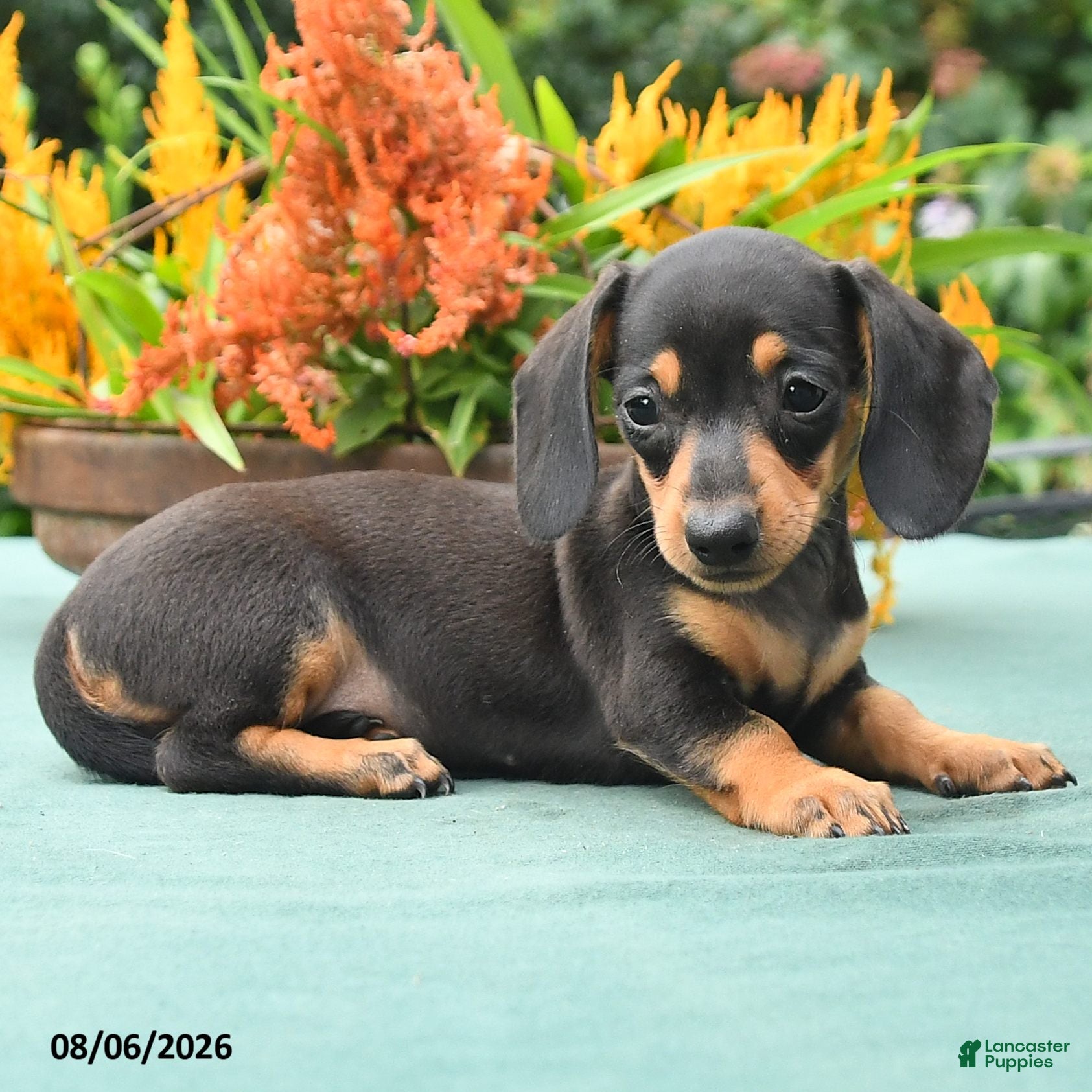 Dachshund dogs Tess - Ad 2