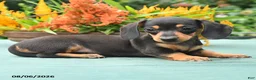Dachshund dogs for sale: Tess - Ad 2