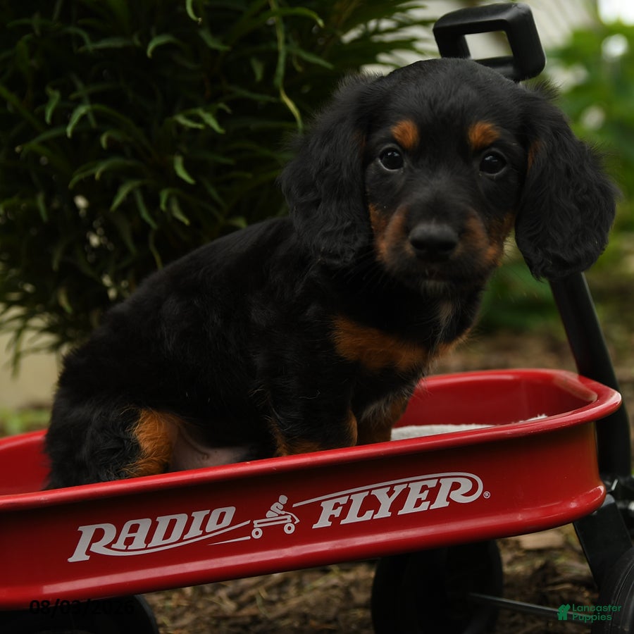 Mixed Breed dogs Apollo - Ad 2