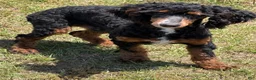 Miniature Poodle dogs for sale: Tator - Ad 2