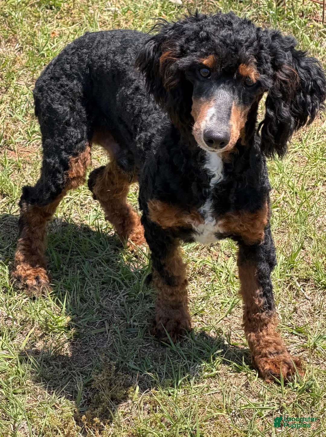 Miniature Poodle dogs for sale: Tator - Ad 2