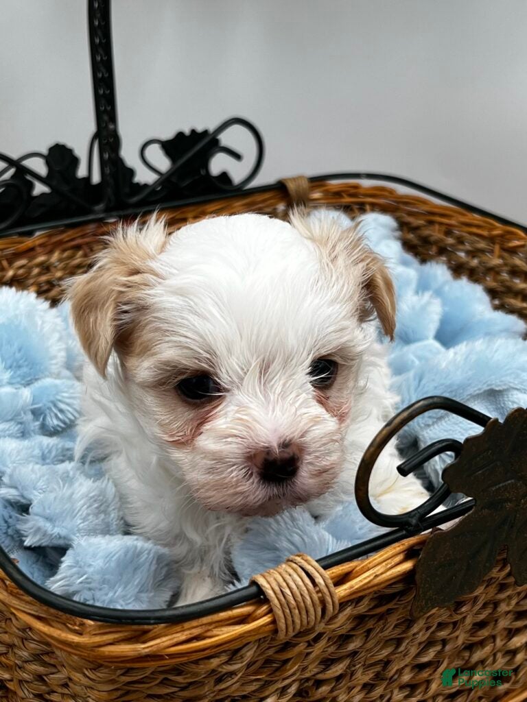 Morkie dogs Charlie - Ad 1