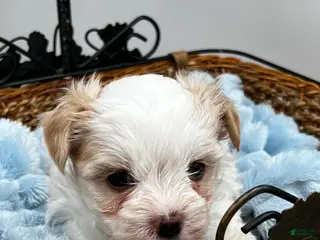 Morkie dogs Charlie - Ad 2
