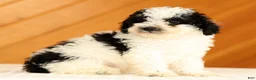 Toy Poodle dogs for sale: Doodle - Ad 4
