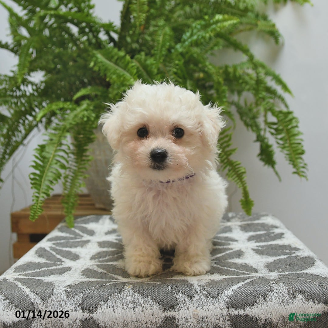 Bichon Frise dogs for sale: Sydney - Ad 2