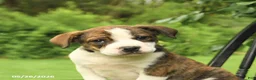 Mixed Breed dogs for sale: Washington - Ad 5