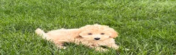Maltipoo dogs for sale: Jesse  - Ad 8