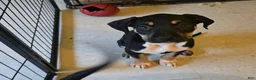 Mixed Breed dogs for sale: Mixed Breed 6 - Ad 1