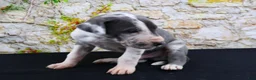 Great Dane dogs for sale: Cujo - Ad 19
