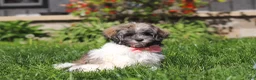 Havanese dogs for sale: Susie - Ad 2