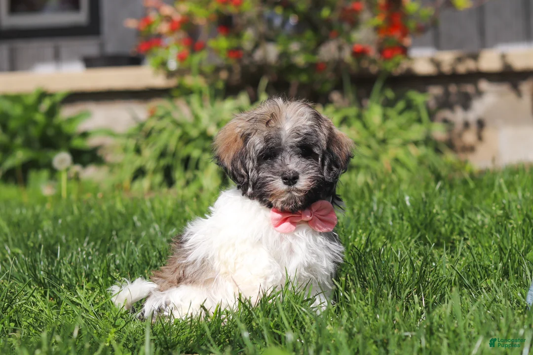 Havanese dogs for sale: Susie - Ad 2