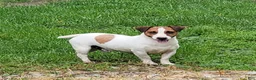 Jack Russell Terrier dogs for sale: Moses STUD for sale - Ad 3