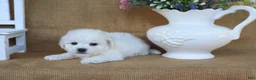 Bichon Frise dogs for sale: Aiden - Ad 10