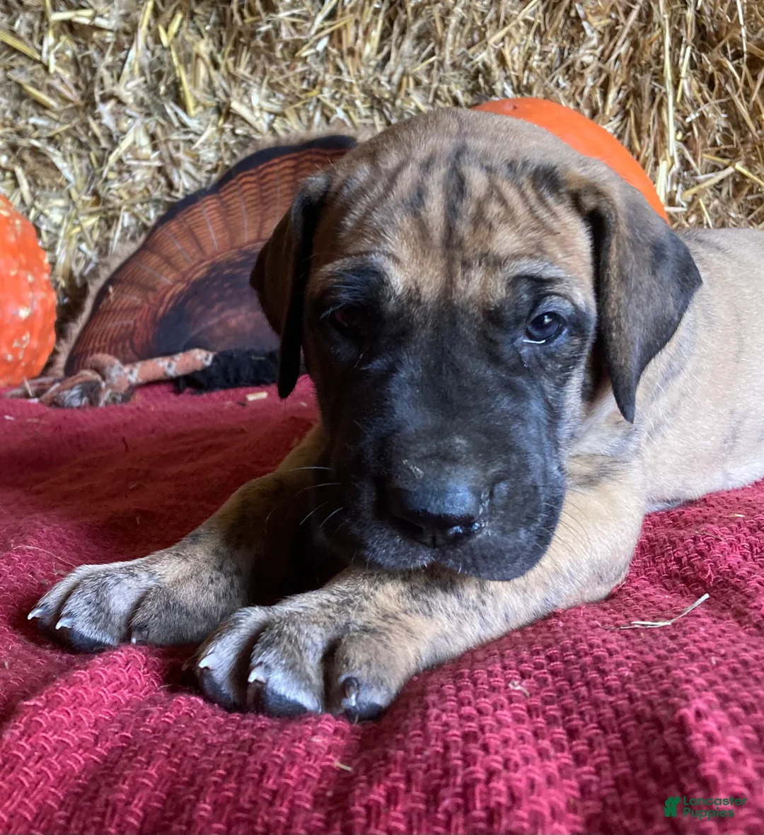 Great Dane dogs for sale: Lindy - Ad 1
