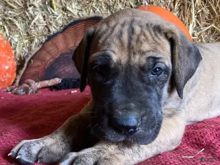 Great Dane dogs Lindy - Ad 1