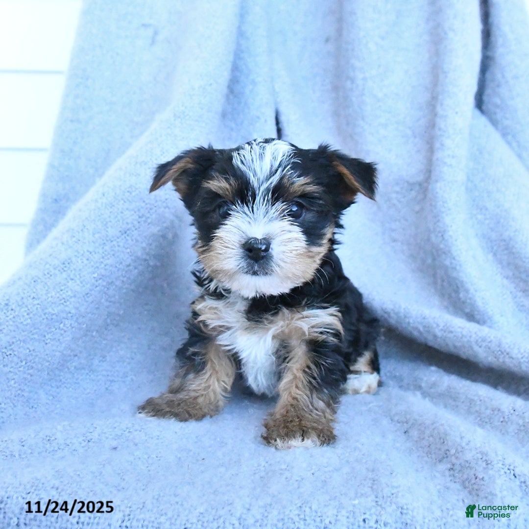 Yorkshire Terrier dogs for sale: Fancy - Ad 1