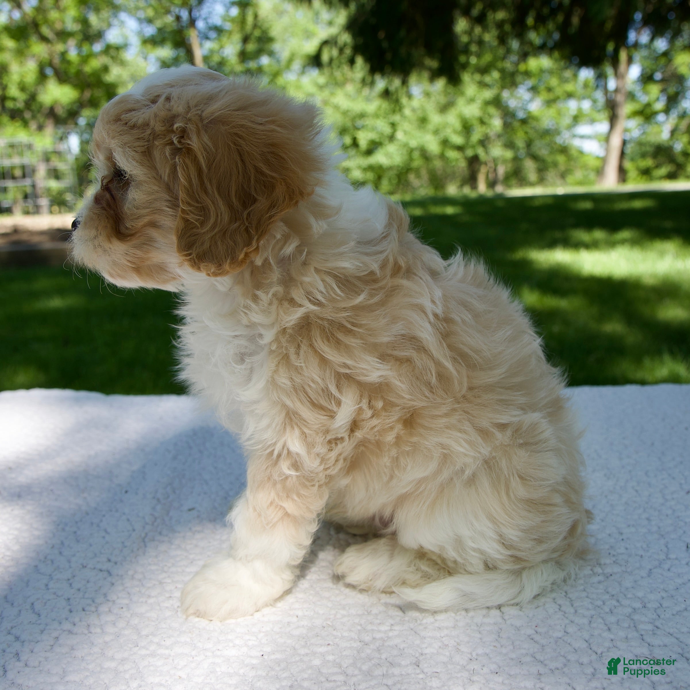 Cavapoo dogs for sale: Eliot - Ad 3