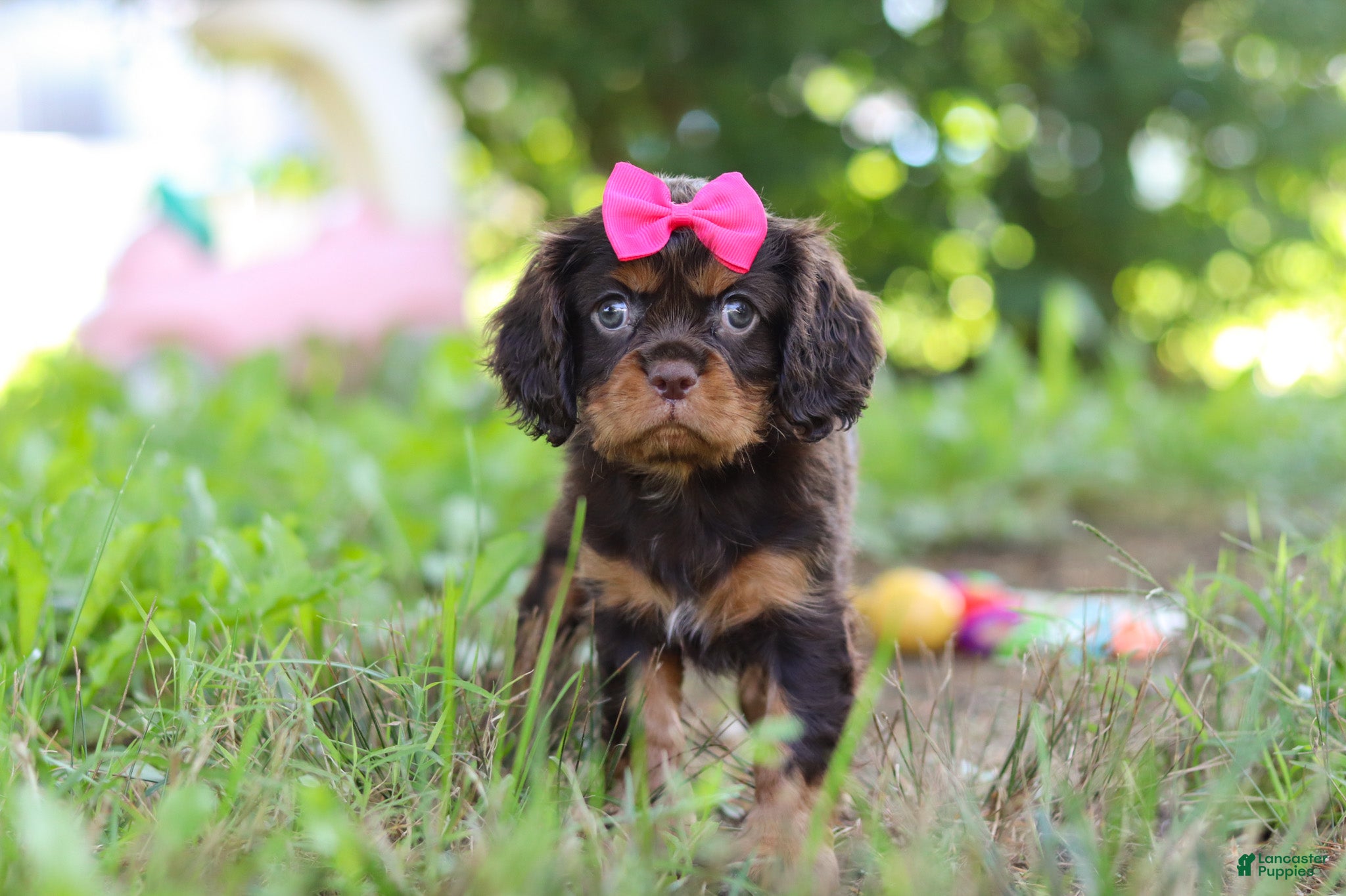 Cavalier King Charles Spaniel dogs Moch - Ad 1