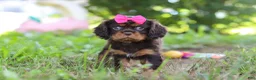 Cavalier King Charles Spaniel dogs for sale: Moch - Ad 1