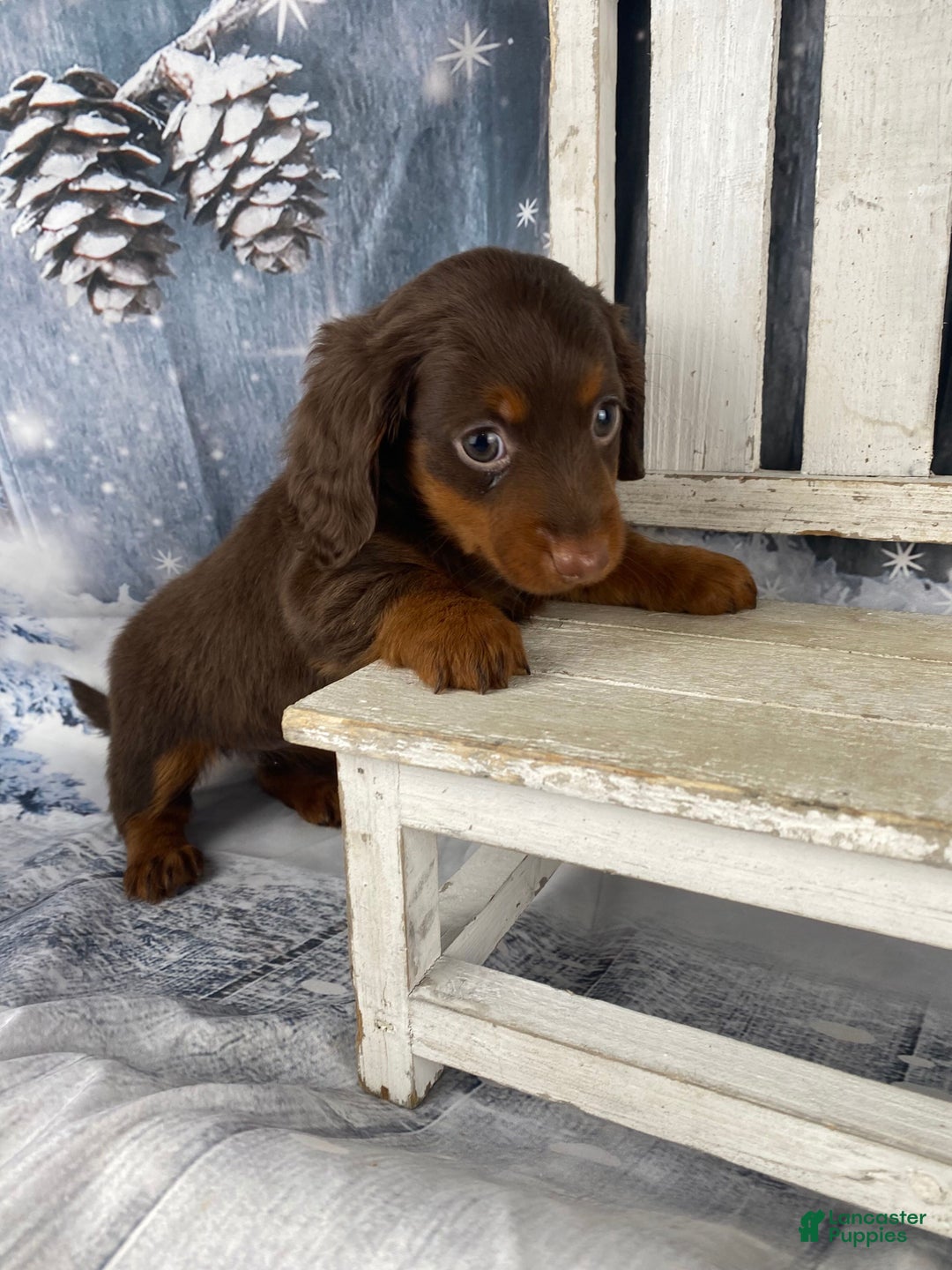 Miniature Dachshund dogs for sale: Phoebe - Ad 7